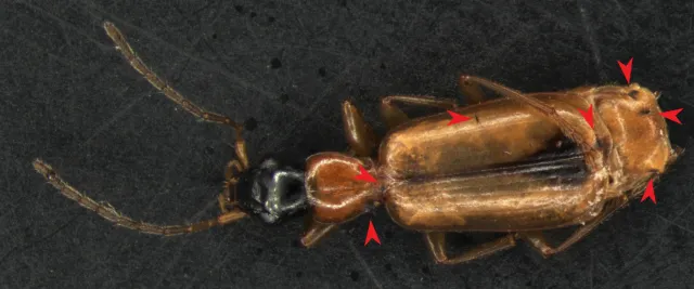 Laboulbeniales on Demetrias monostigma