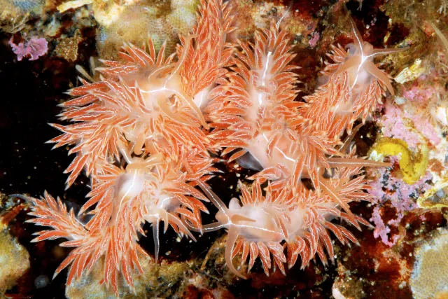 Mange individer av Coryphella chriskaugei