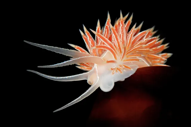 Coryphella chriskaugei på sort bakgrunn