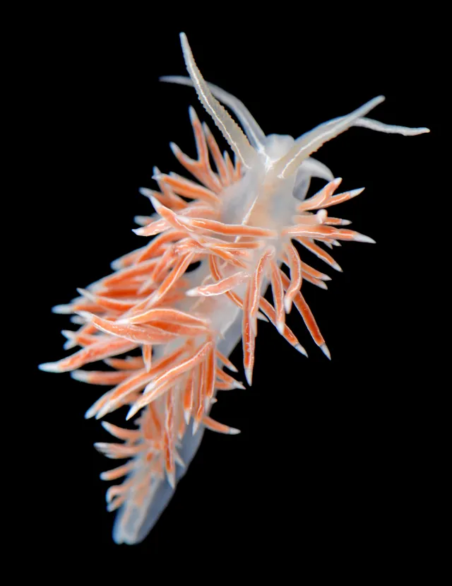 Coryphella chriskaugei på sort bakgrunn