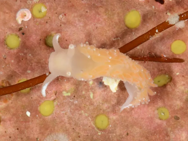 Nærbilde av Coryphella borealis 