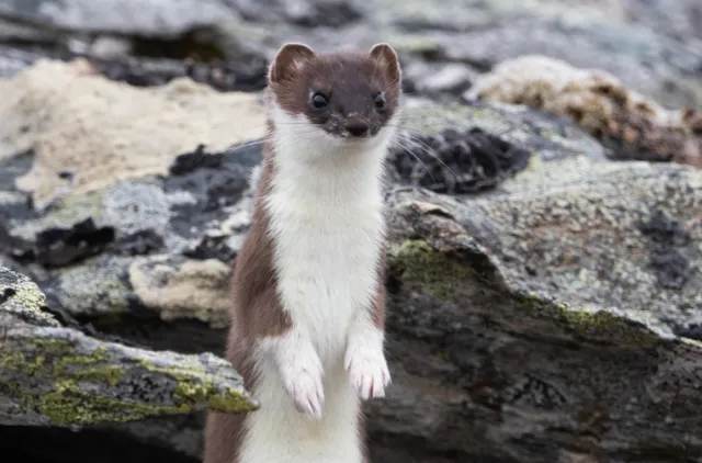 brun og hvit mustela