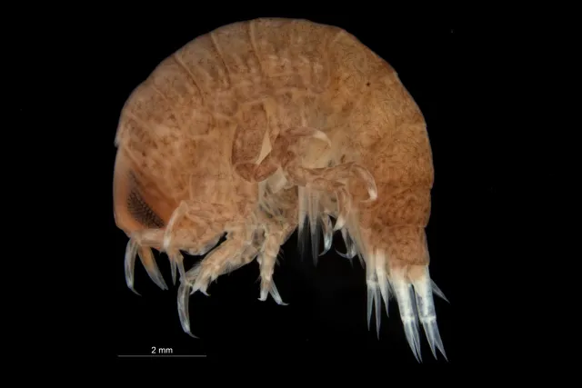 Hyperia galba (Montagu, 1813)