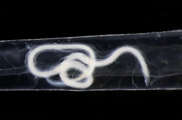 Hysterothylacium aduncum (Rudolphi, 1802) Deardorff & Overstreet, 1981