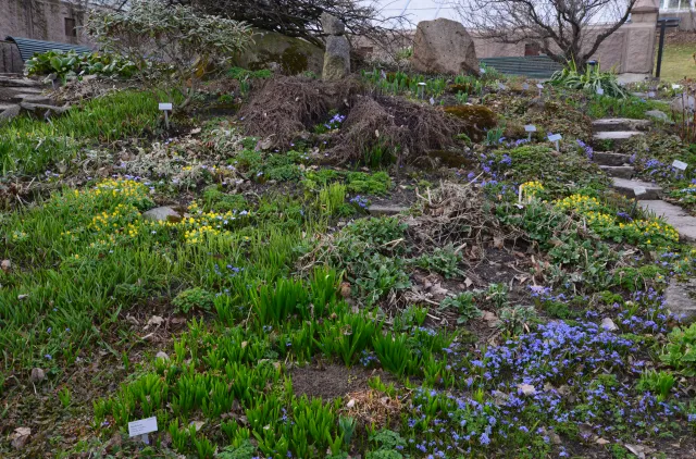 Blomsterbed med grønne planter og lilla blomster i en hage