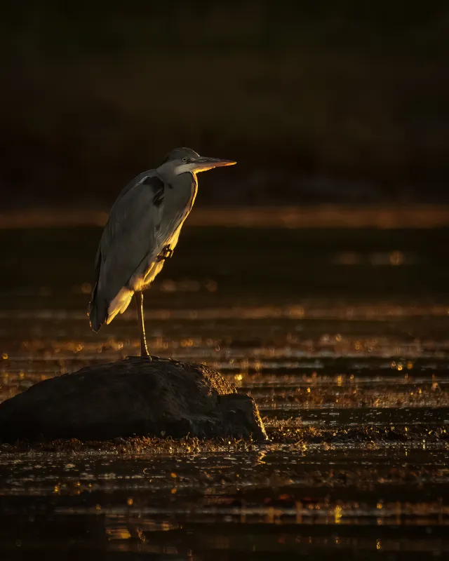 Bilde av gråhegre i solnedgang