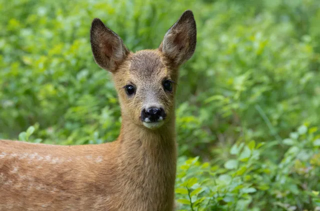 Rådyr sett forfra i skogen