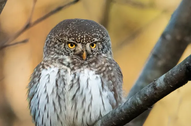 brun og hvit ugle i tre