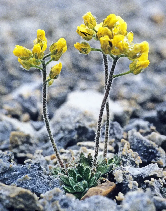 Nærbilde av Draba corymbosa, gul blomst
