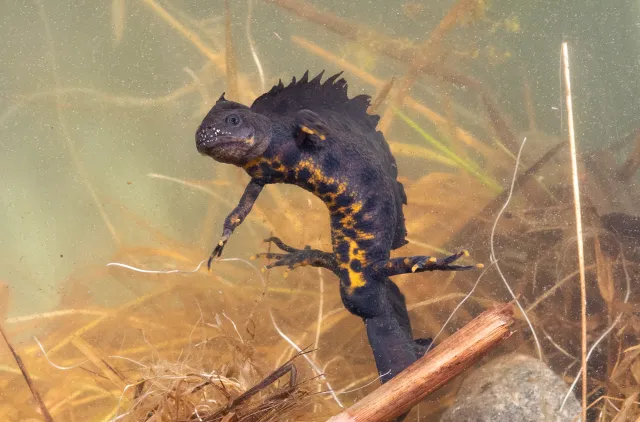 Storsalamander under vann omgitt av vannvegetasjon.