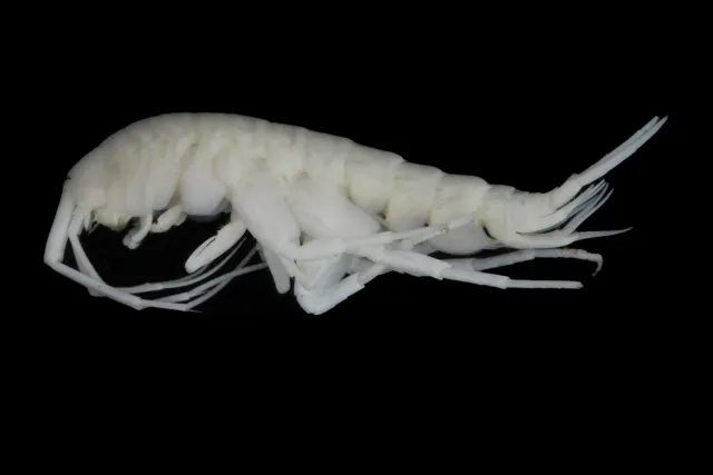 Exitomelita sigynae
