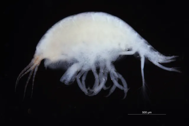 Stenothoe monoculoides