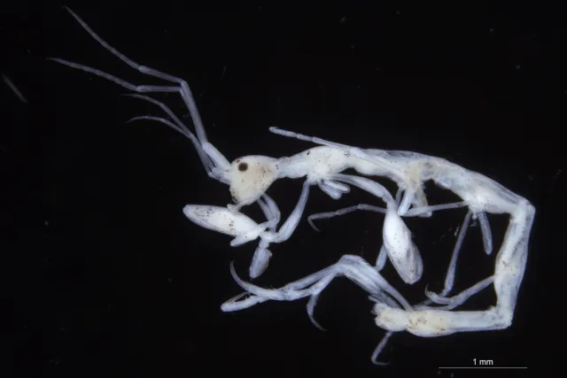 Phtisica marina