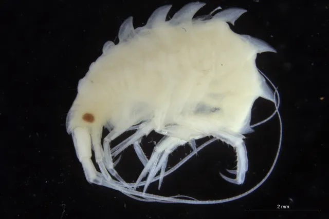 Neopleustes pulchelli