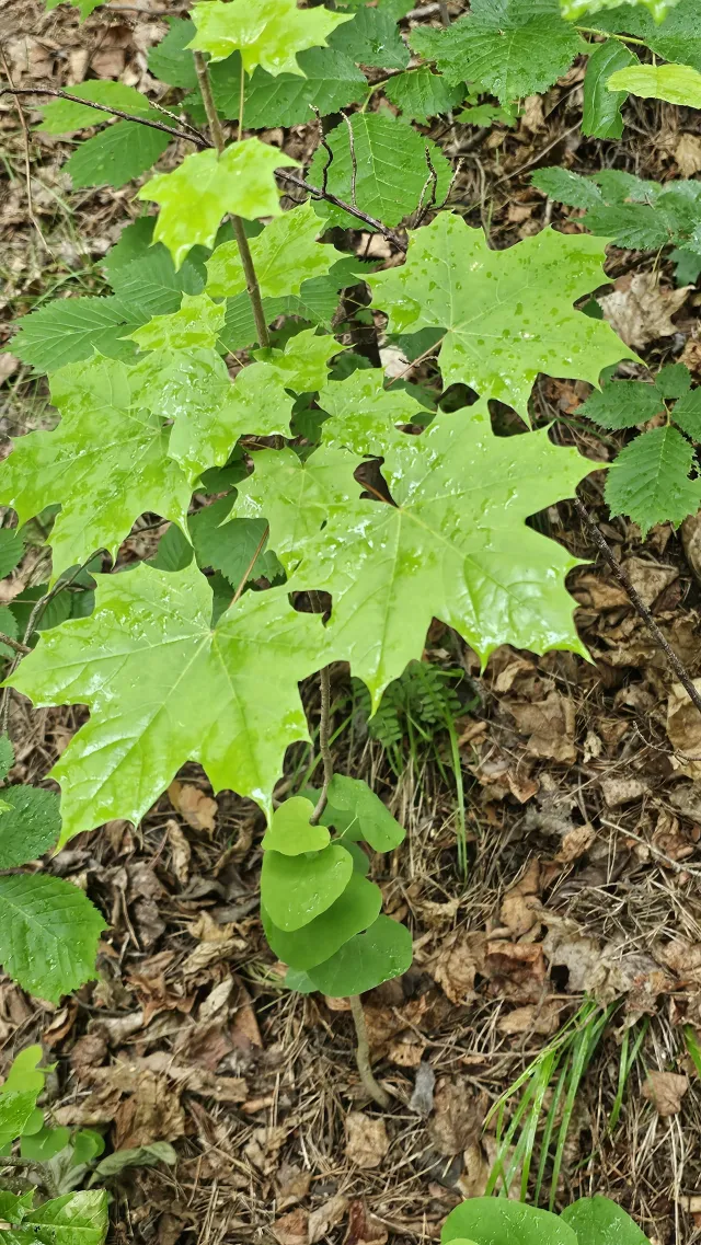 Pipeurt sammen med en liten spisslønn.
