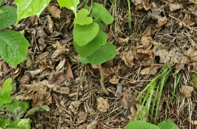 Pipeurt sammen med en liten spisslønn.