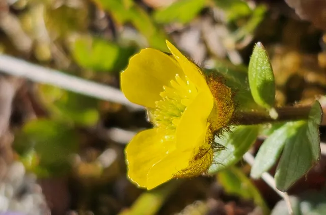 Ranunculus nivalis