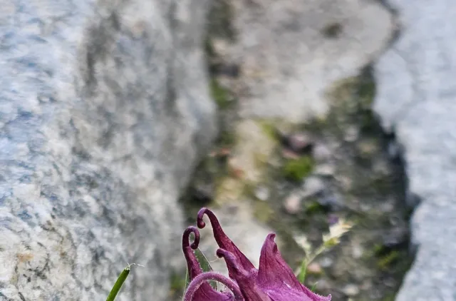 Lilla blomster ve fortauskant