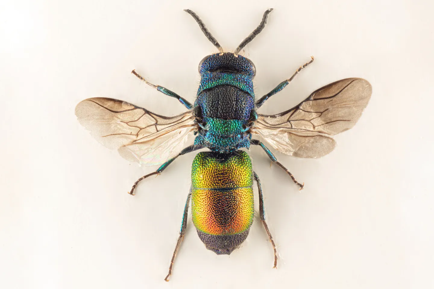 Chrysis rutilans – Oversikt | Artsdatabanken