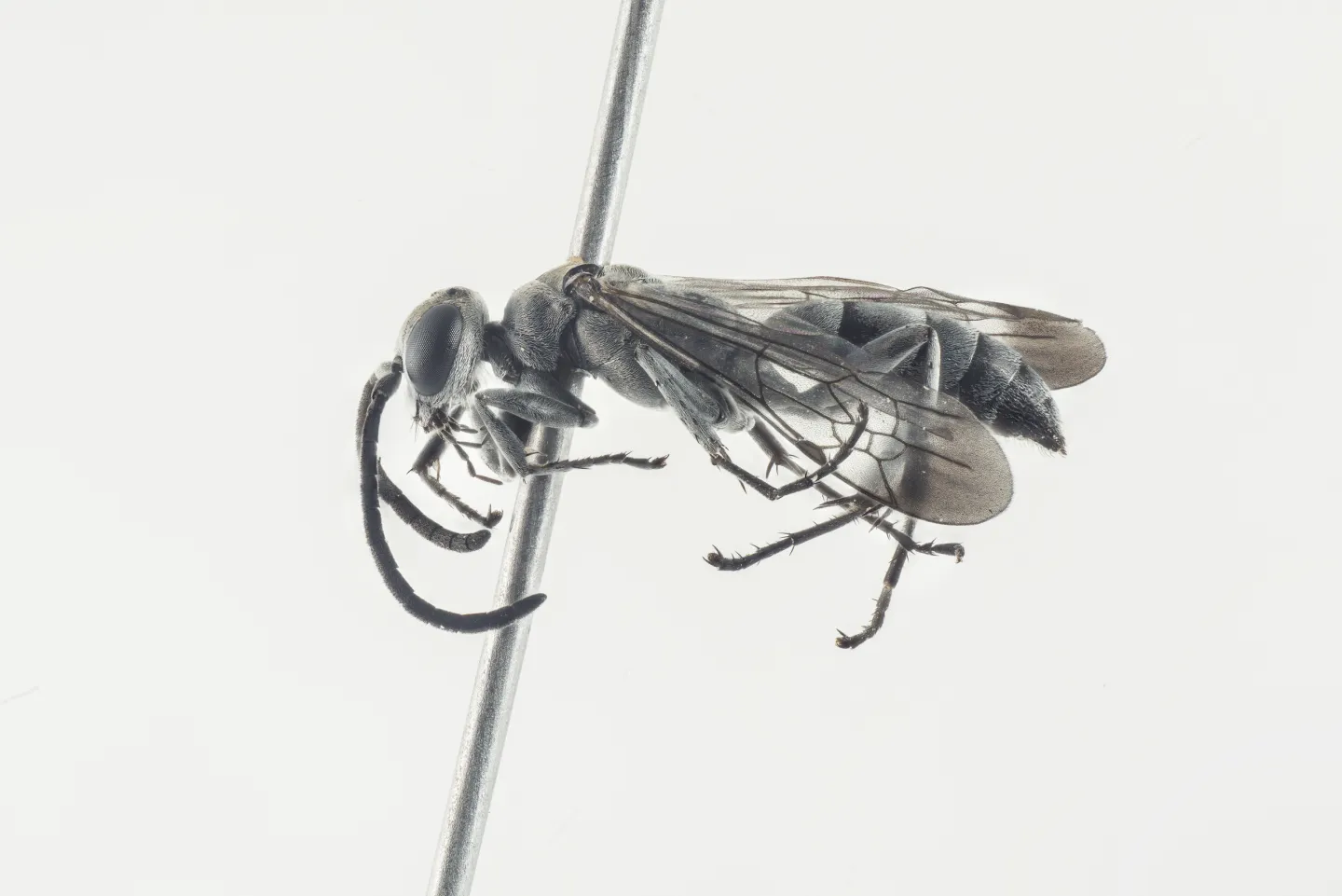Pompilus Rufipes Pompilus cinereus – Oversikt | Artsdatabanken