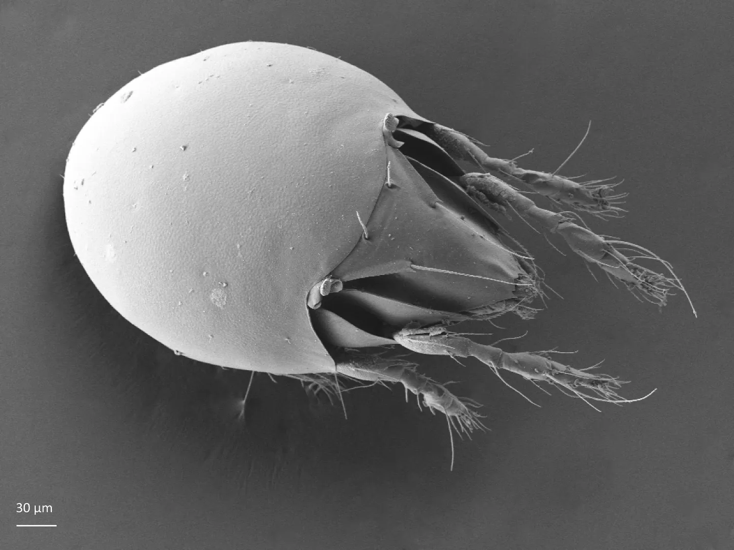 Chamobatidae – Oversikt | Artsdatabanken