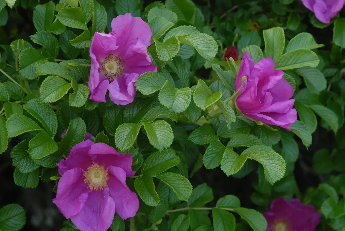 Rosa Rugosa Raspberry Rugostar Rosa rugosa – Oversikt | Artsdatabanken