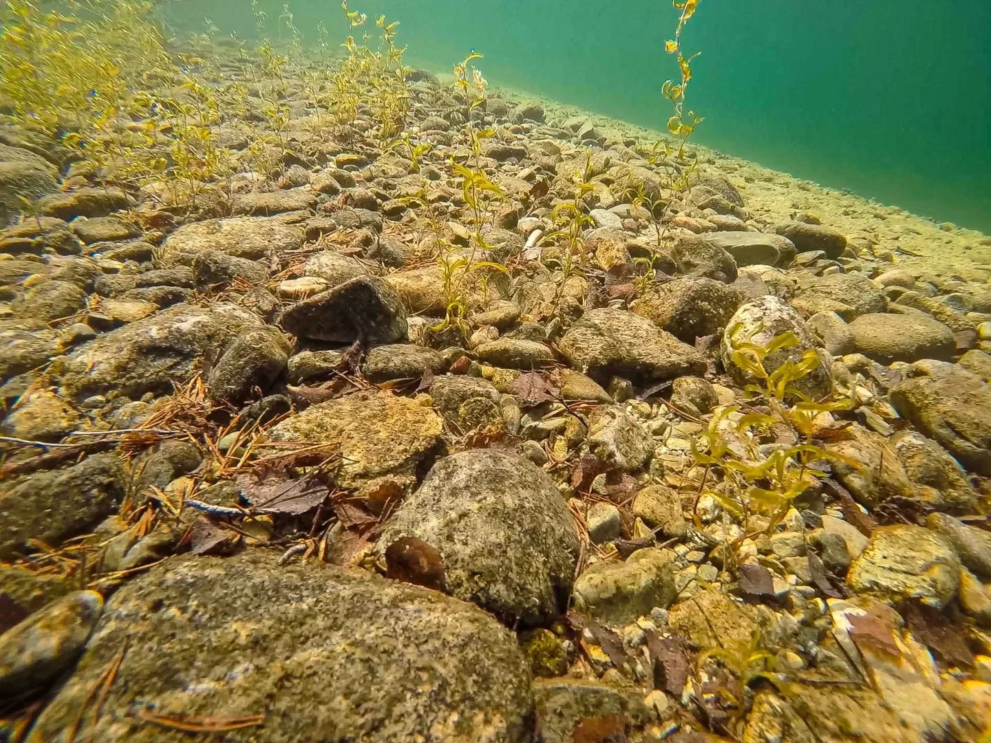 Kalkrik innsjø-sedimentbunn av stein til blokker i strandkant og ...