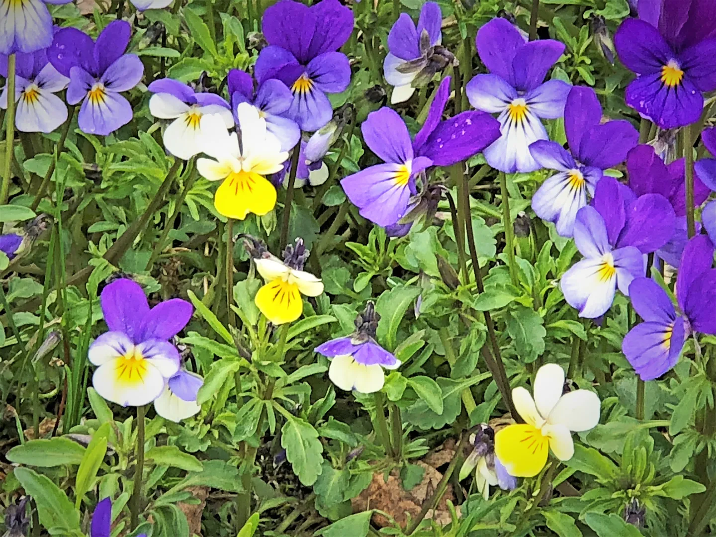 Viola tricolor subsp. tricolor | Artsdatabanken